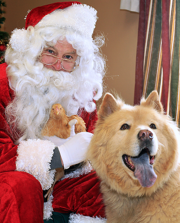 Dolly Parton the chicken and her Chow buddy Cassanova  came to the SPCA shelter last year to whisper their Christmas wishes to Santa and have their picture taken with him.