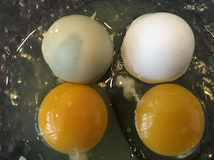 Egg Comparison