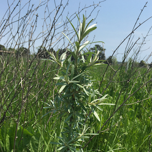 Sea Buckthorn