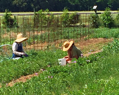 Two bug pickers